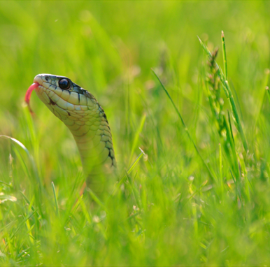A Snake in the Grass Is a Thing of the Past